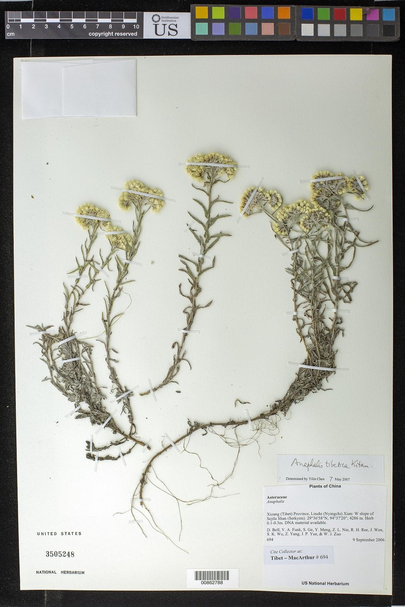 Anaphalis tibetica photo 2