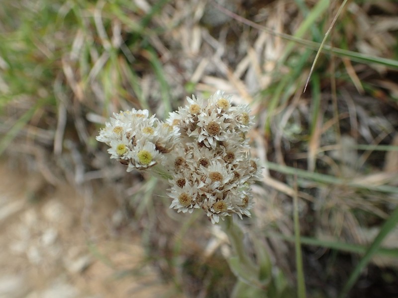 Anaphalis transnokoensis