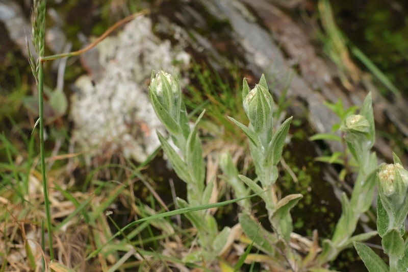 Anaphalis transnokoensis photo 5
