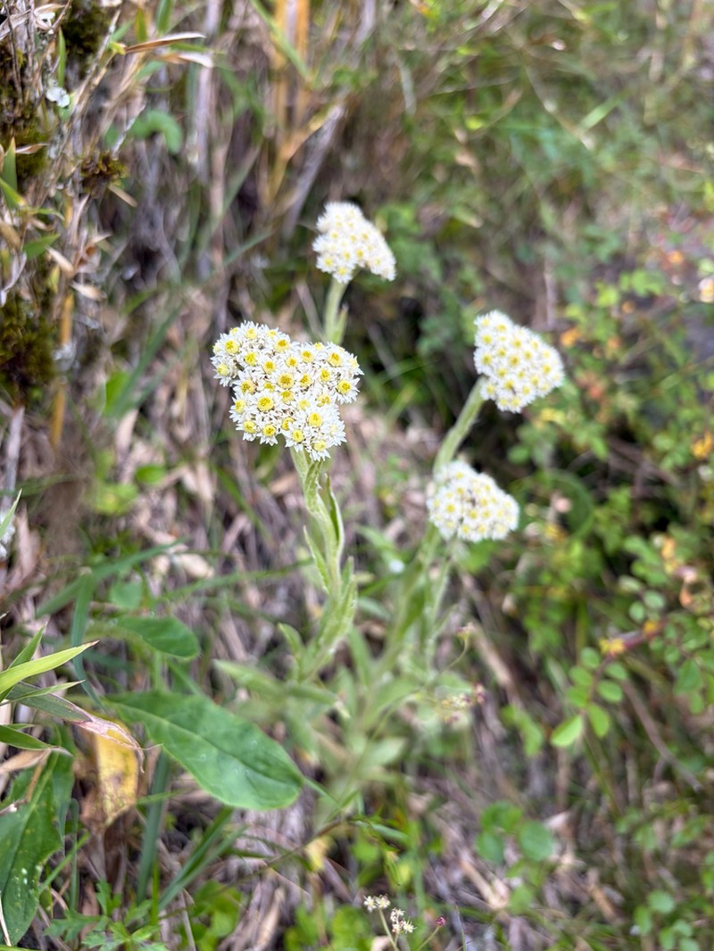 Anaphalis transnokoensis photo 6