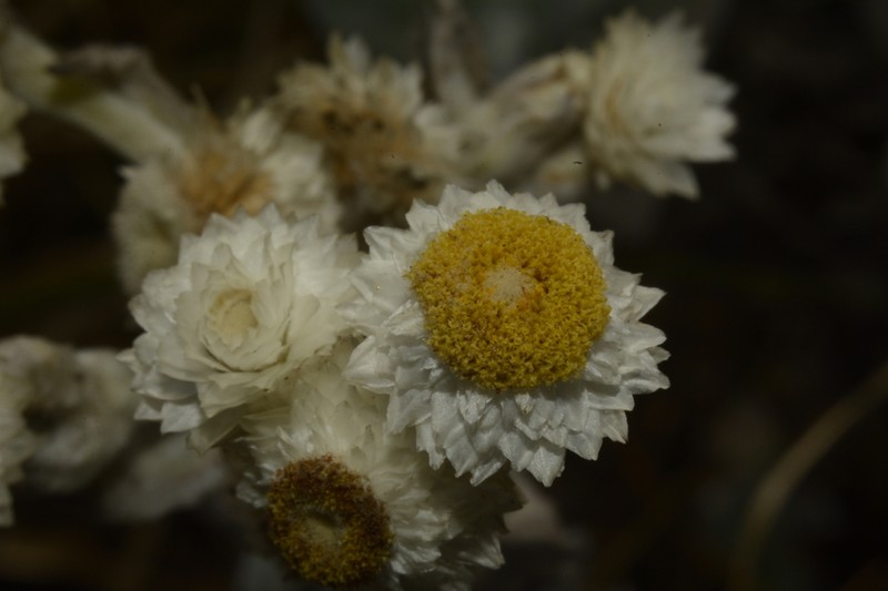 Anaphalis travancorica