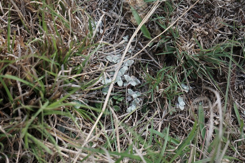 Anaphalis travancorica photo 6