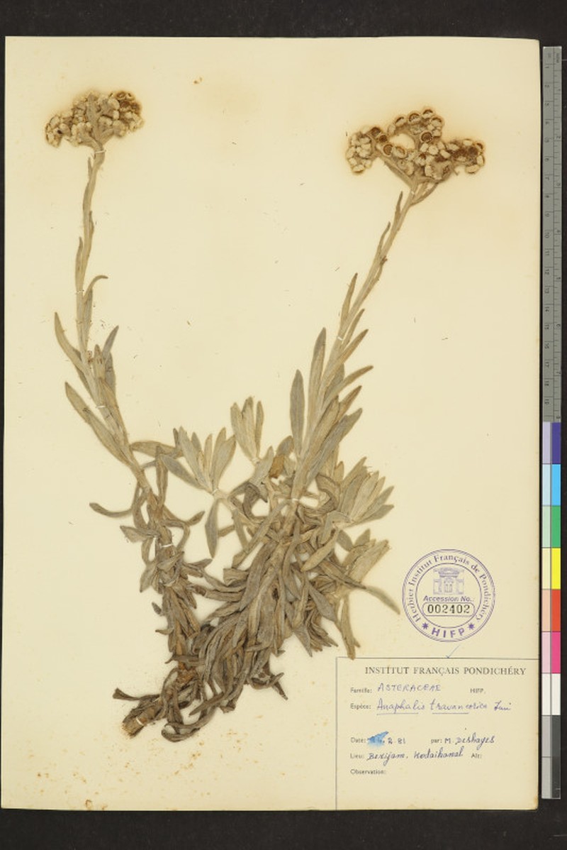 Anaphalis travancorica