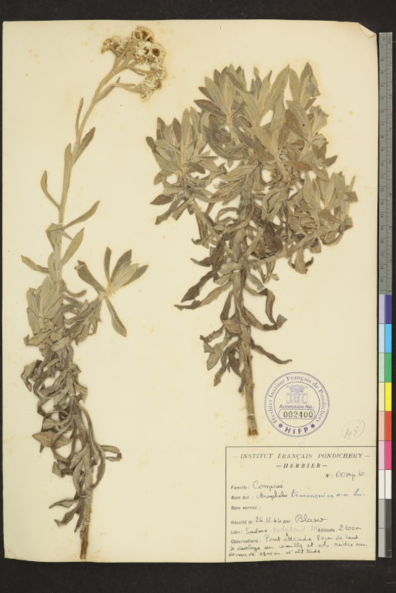 Anaphalis travancorica photo 3