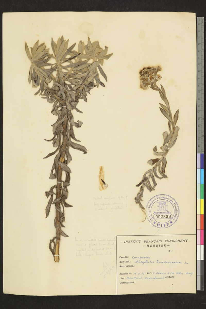 Anaphalis travancorica photo 4