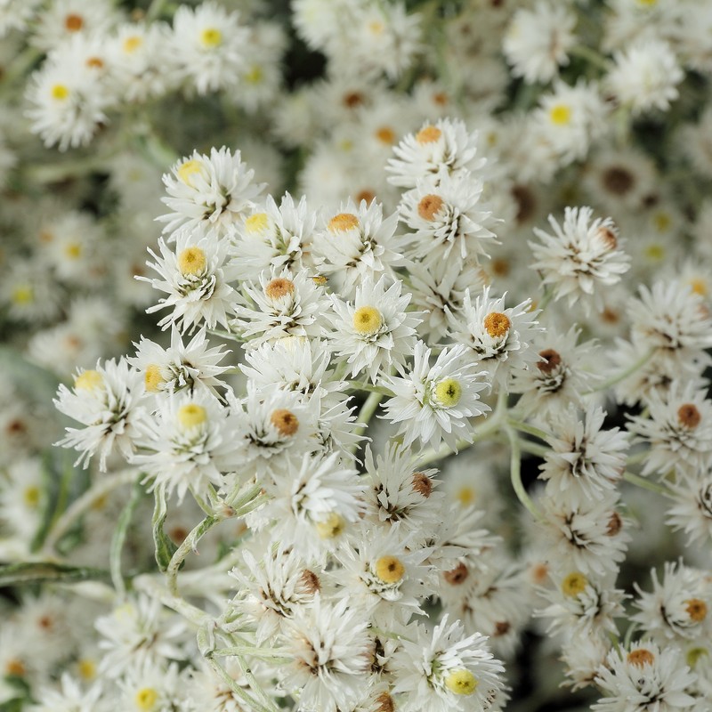 Anaphalis triplinervis