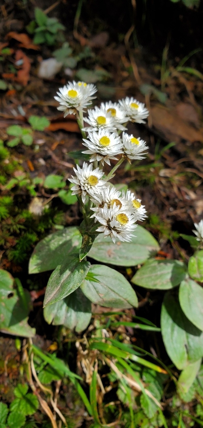 Anaphalis triplinervis photo 3
