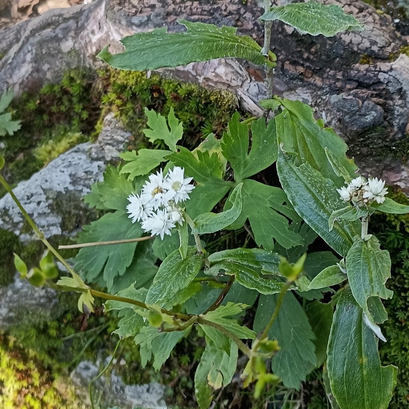 Anaphalis triplinervis photo 4