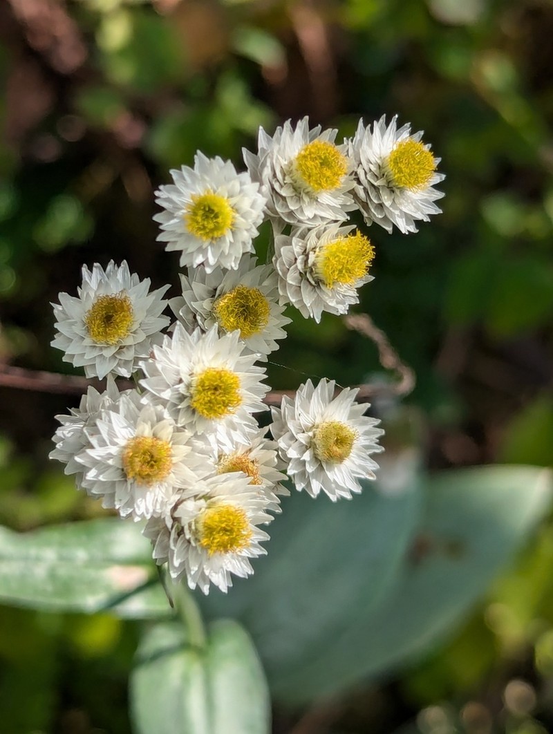 Anaphalis triplinervis photo 6