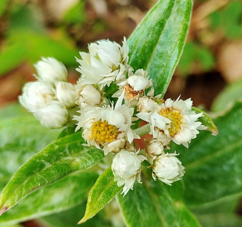 Anaphalis triplinervis photo 2