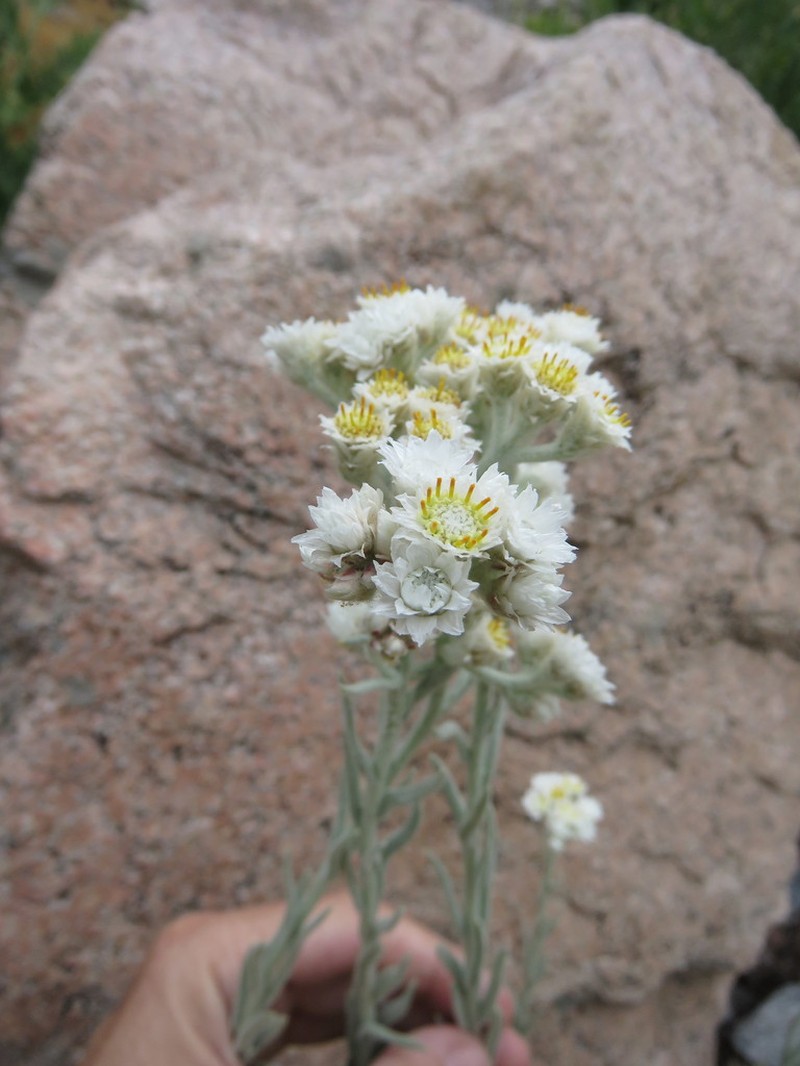 Anaphalis velutina