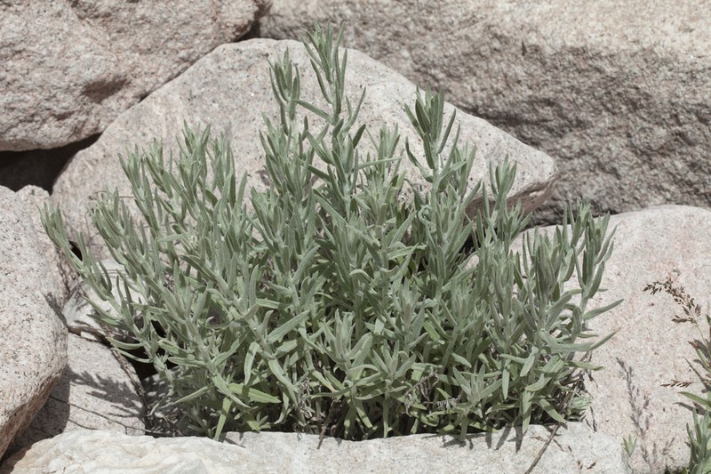 Anaphalis velutina photo 2