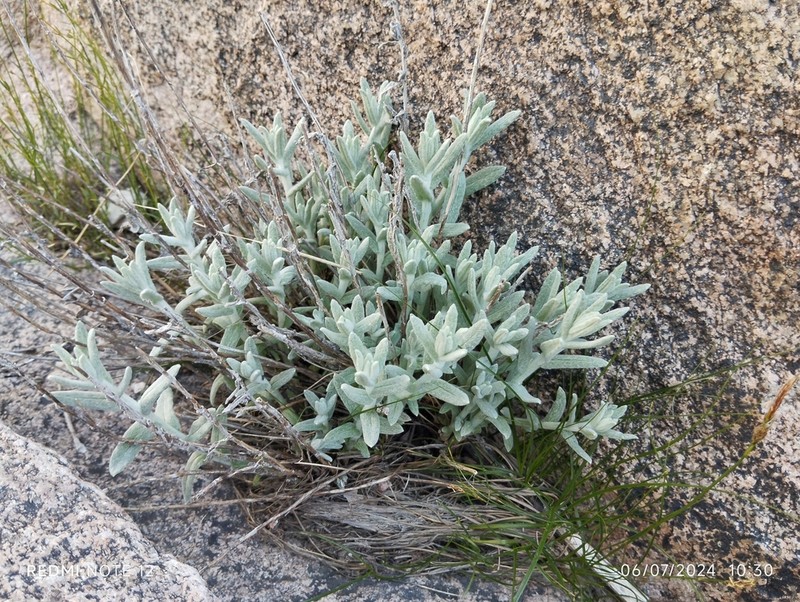 Anaphalis velutina photo 3