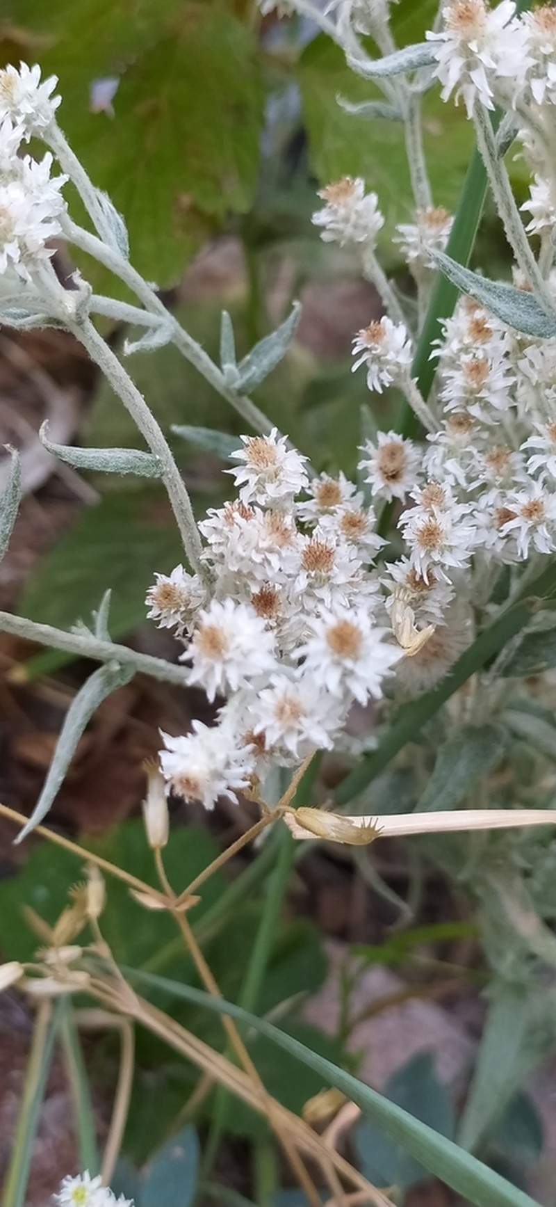 Anaphalis velutina photo 4