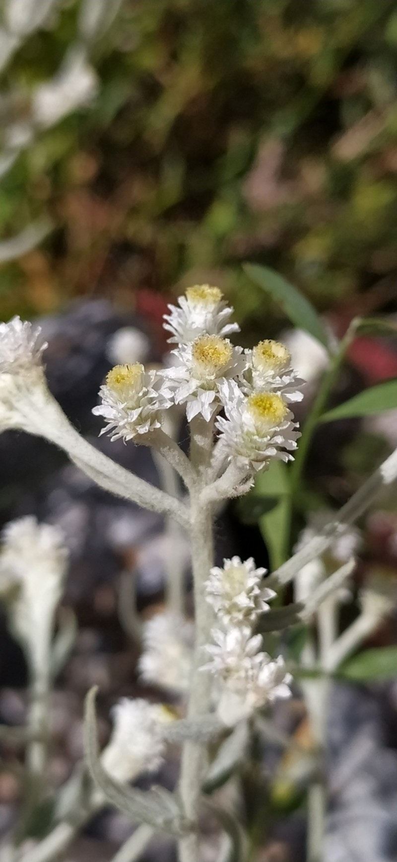 Anaphalis velutina photo 5