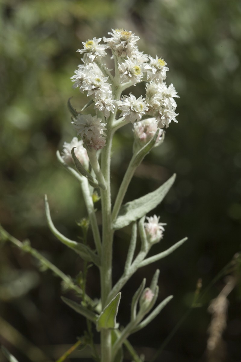 Anaphalis velutina photo 6