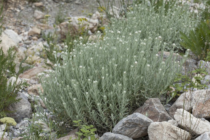Anaphalis velutina photo 7