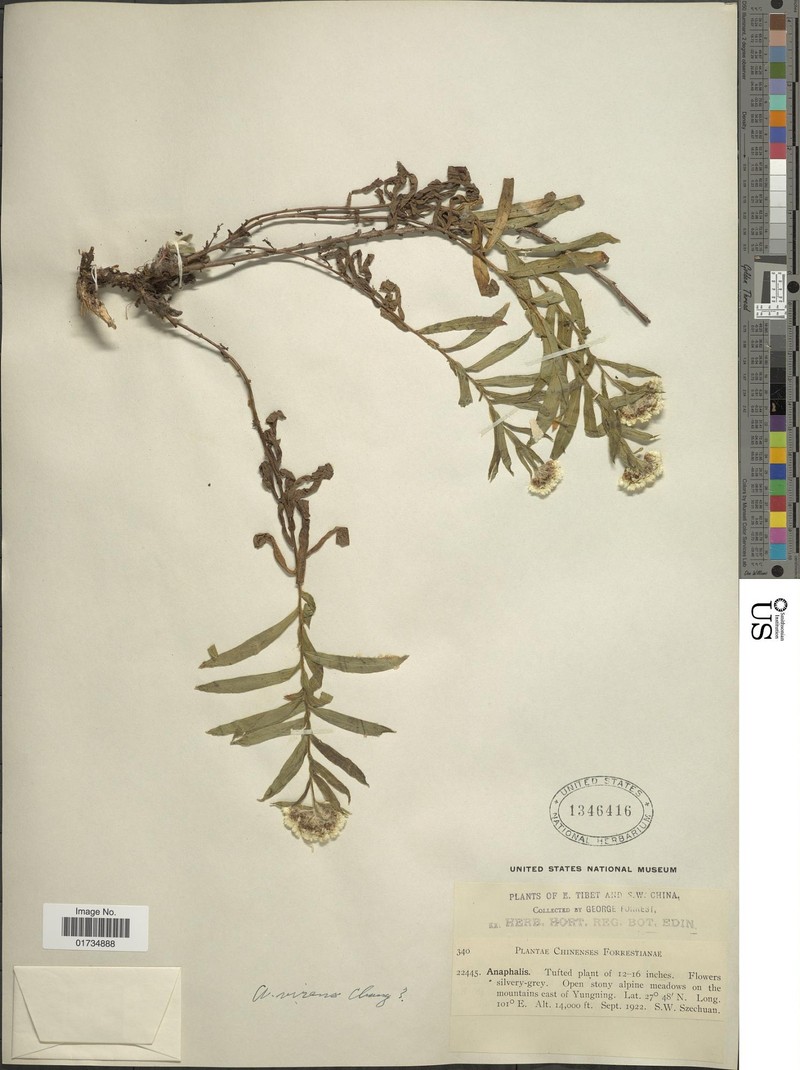 Anaphalis virens
