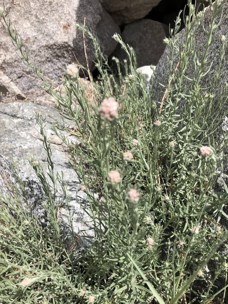 Anaphalis virgata photo 2