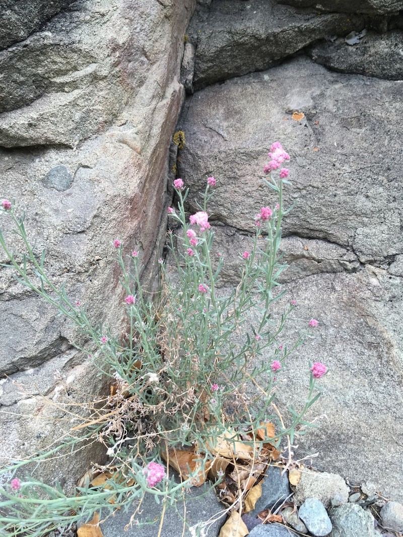 Anaphalis virgata photo 3