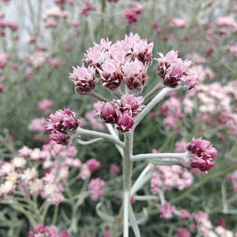 Anaphalis virgata photo 4