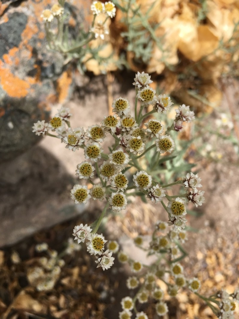 Anaphalis virgata photo 5