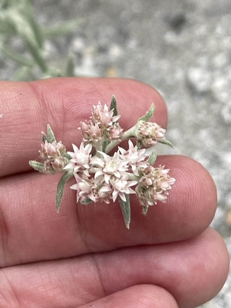 Anaphalis virgata photo 6