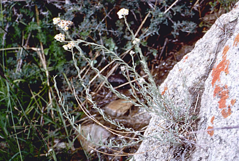 Anaphalis virgata photo 7