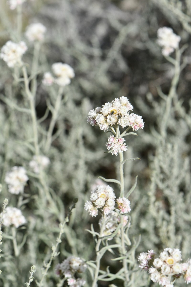 Anaphalis virgata photo 8