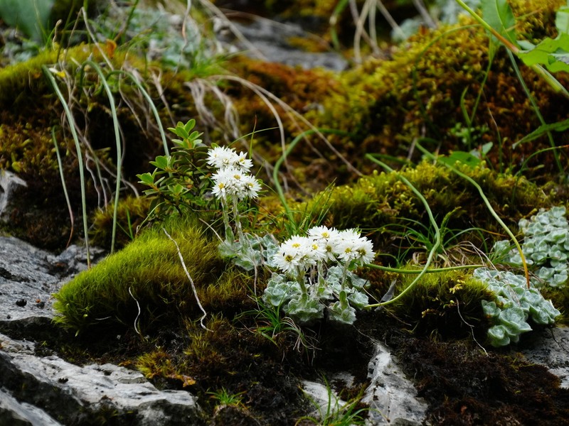 Anaphalis viridis photo 2