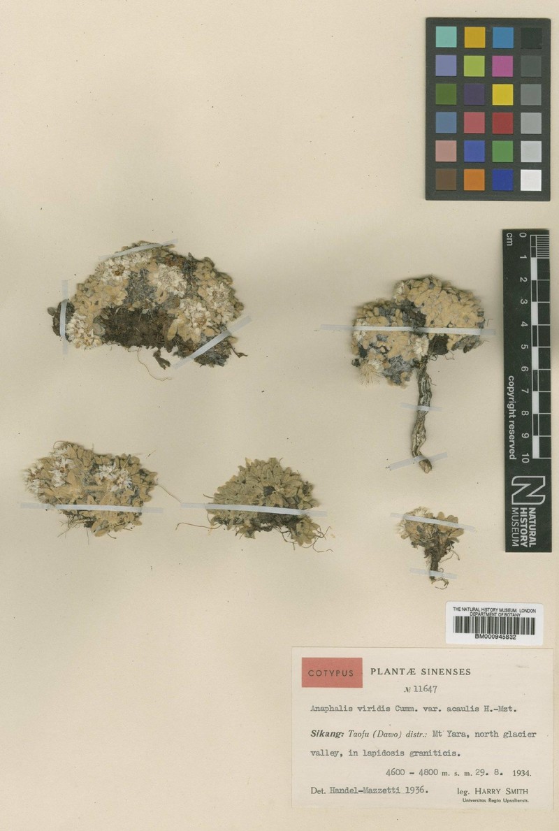 Anaphalis viridis var. acaulis