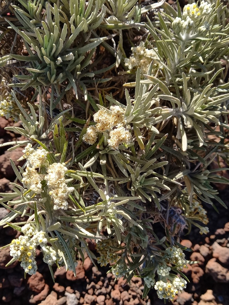 Anaphalis viscida photo 3