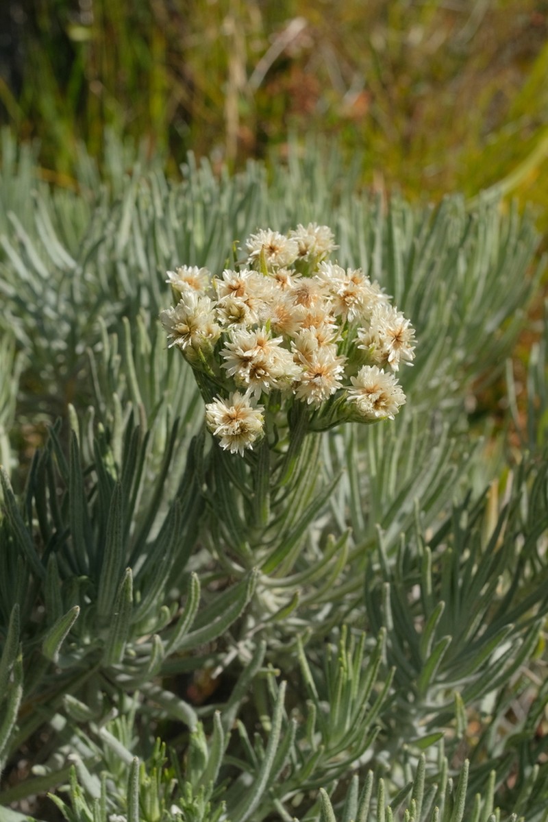 Anaphalis viscida photo 4