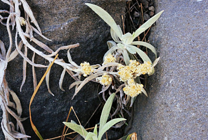 Anaphalis viscida photo 6