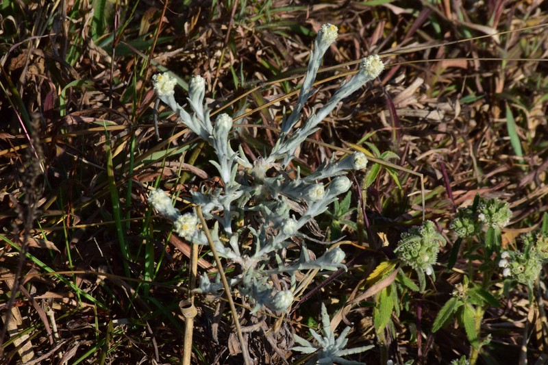 Anaphalis wightiana photo 6
