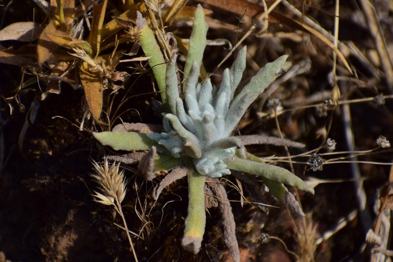 Anaphalis wightiana photo 7