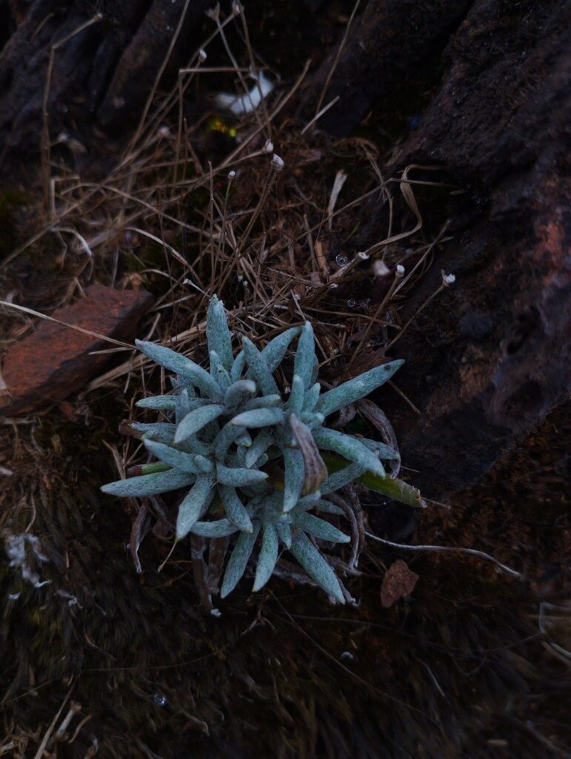 Anaphalis wightiana photo 8