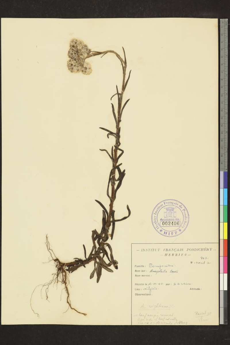 Anaphalis wightiana