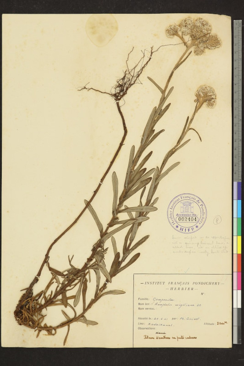 Anaphalis wightiana photo 2