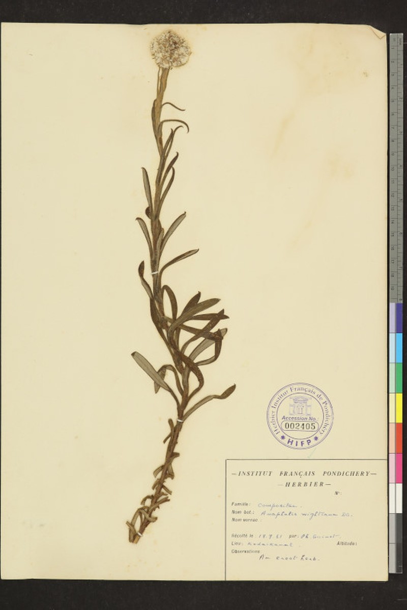 Anaphalis wightiana photo 3