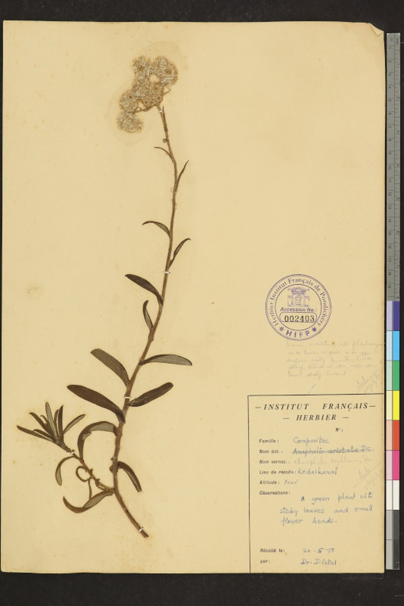 Anaphalis wightiana photo 4