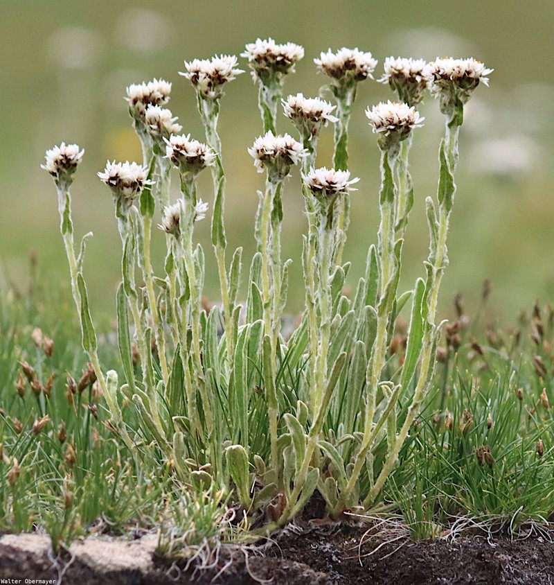 Anaphalis xylorhiza