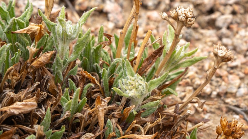 Anaphalis xylorhiza photo 2