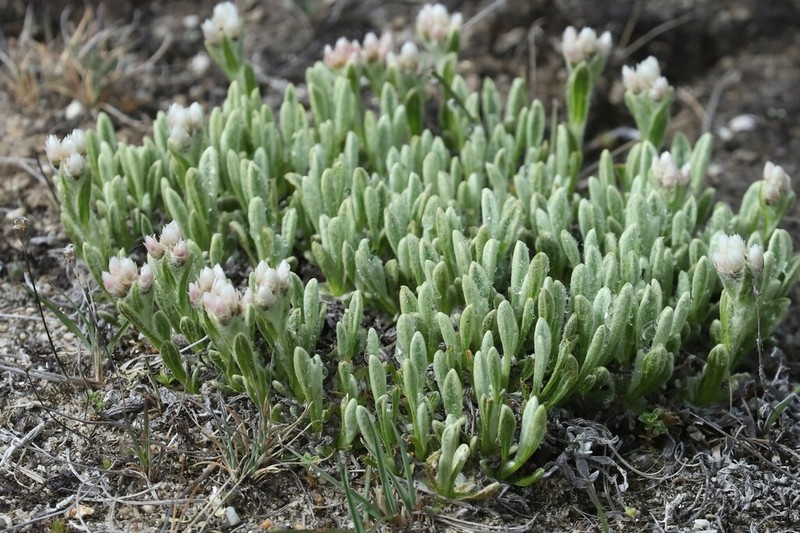 Anaphalis xylorhiza photo 3