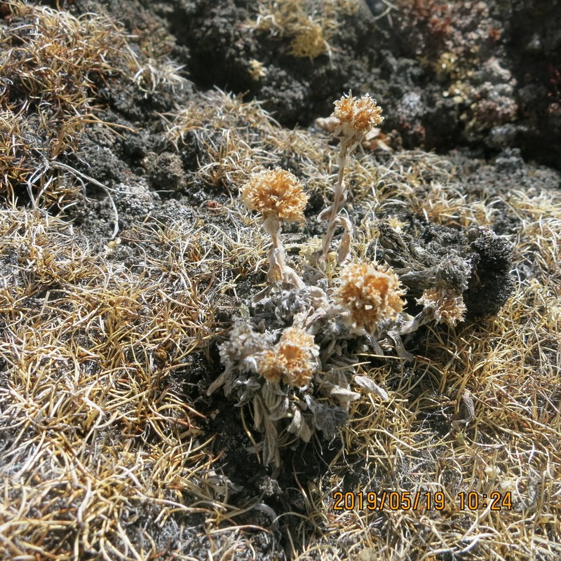 Anaphalis xylorhiza photo 4