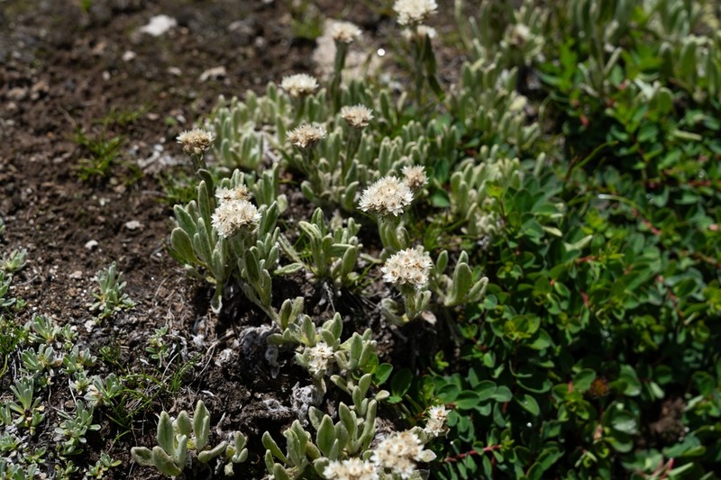 Anaphalis xylorhiza photo 5