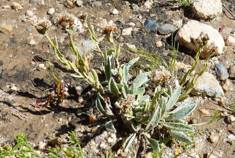 Anaphalis xylorhiza photo 6