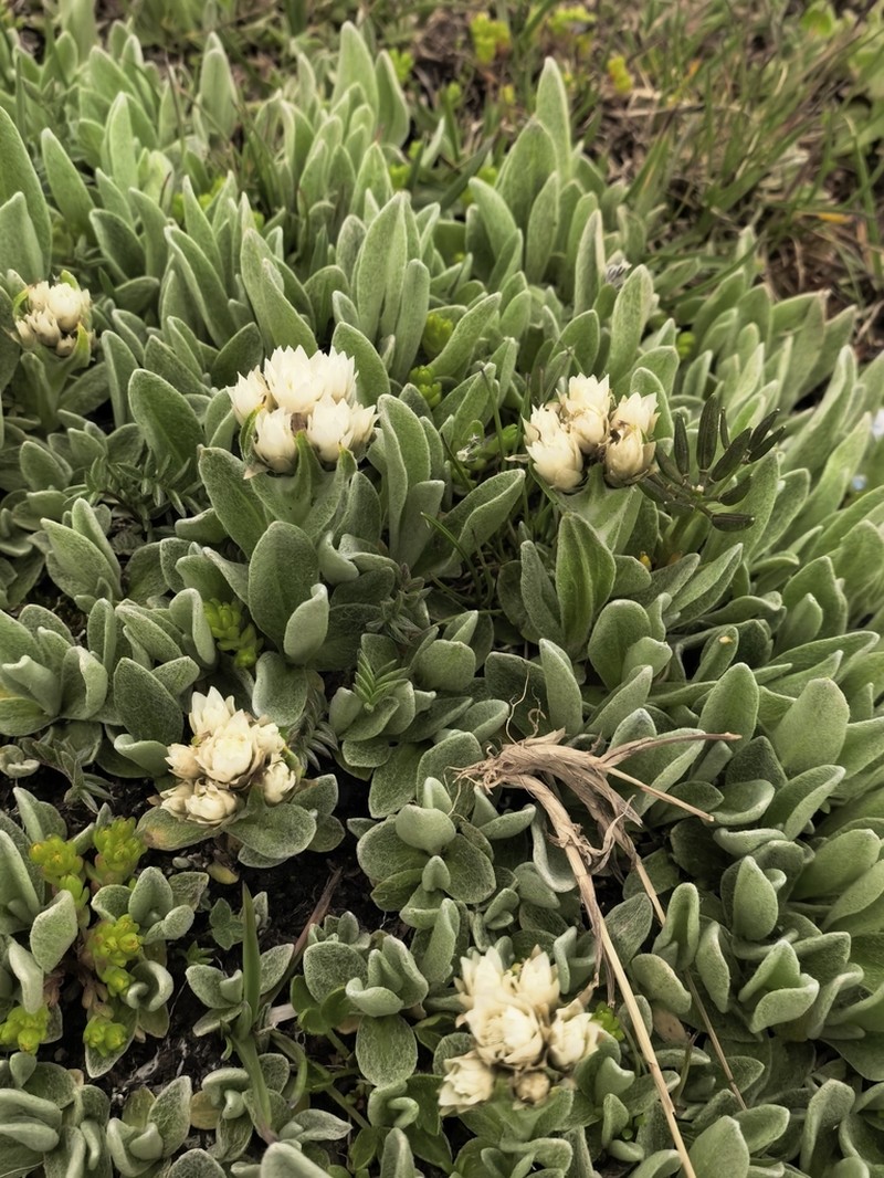 Anaphalis xylorhiza photo 7