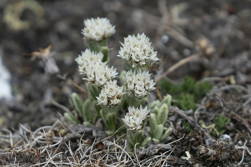 Anaphalis xylorhiza photo 8