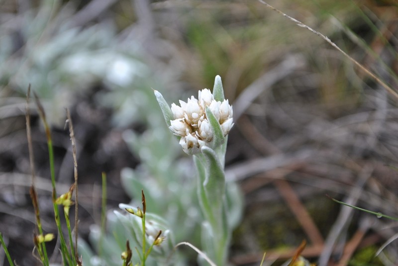 Anaphalis yunnanensis photo 2